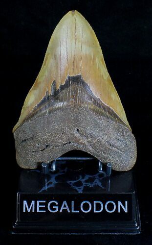 Serrated Megalodon Tooth - North Carolina #18389